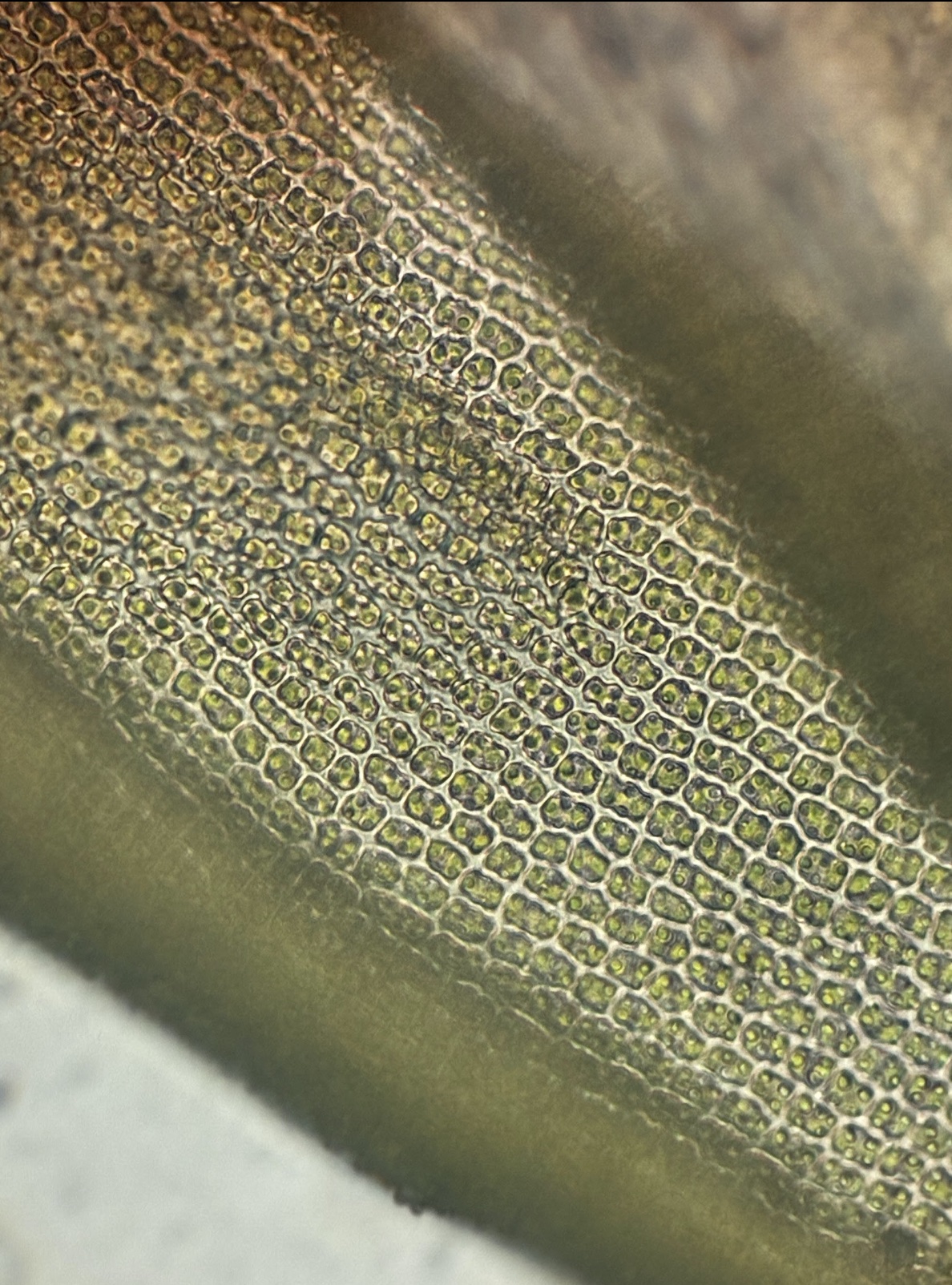 苔の細胞顕微鏡観察 苔研究開発