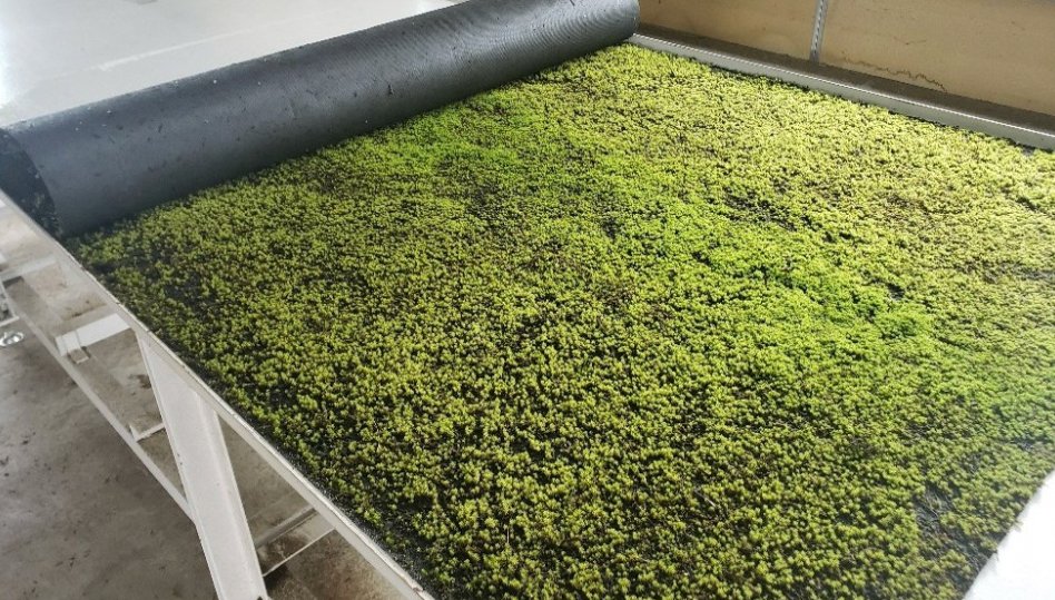 スナゴケシート 土いらず緑化マテリアル origimoss