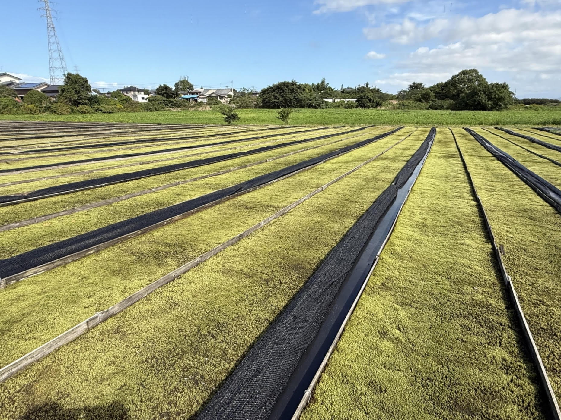 origimoss スナゴケ屋外圃場栽培の様子