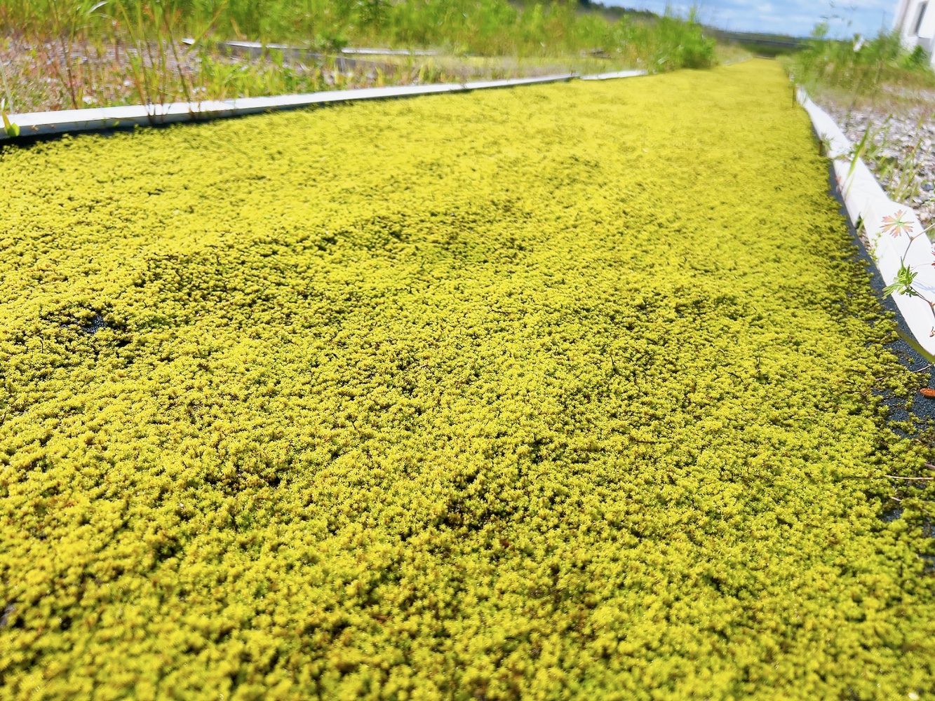 origimoss スナゴケ圃場 トレイ栽培拡大