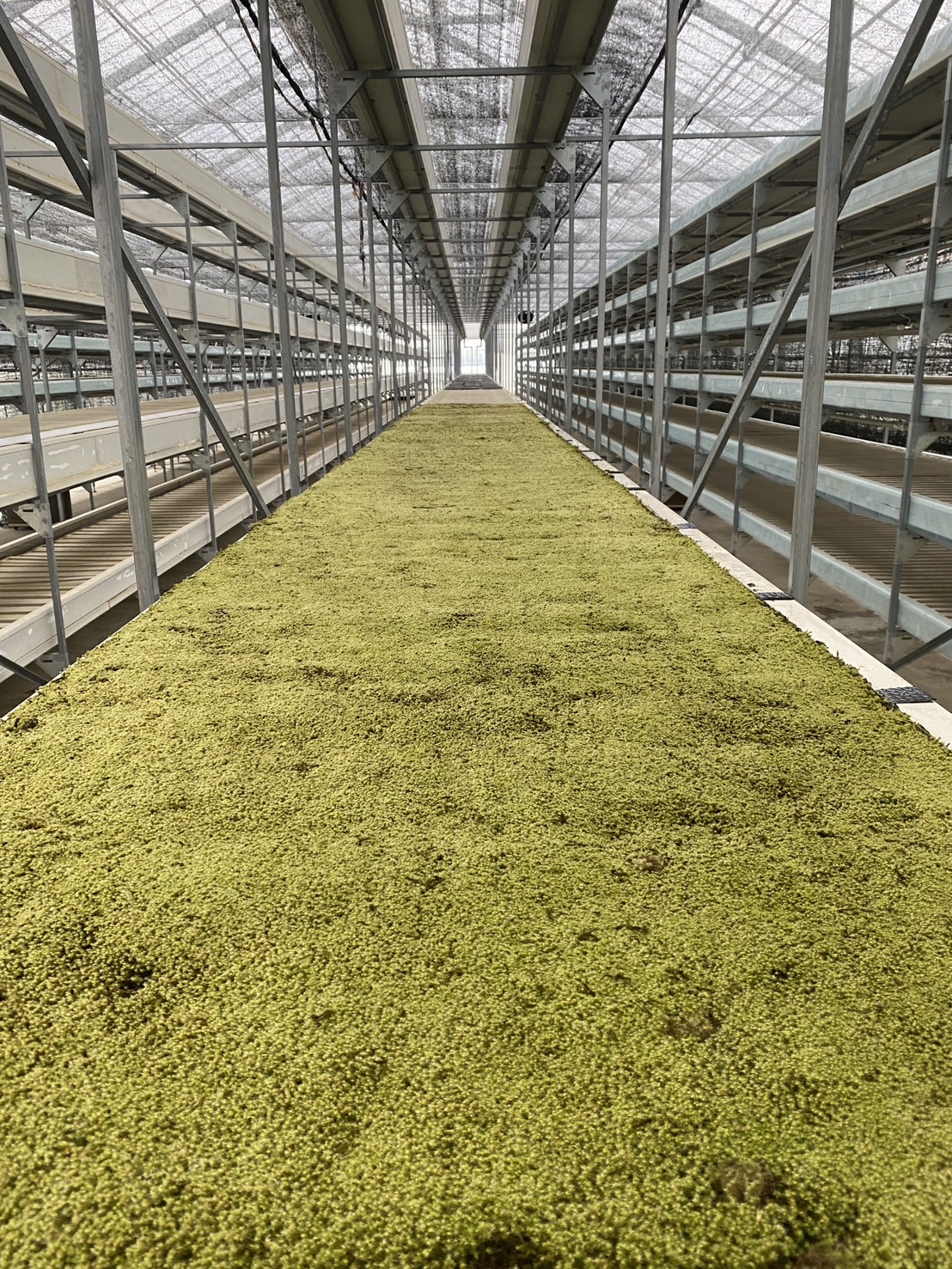 origimoss スナゴケ圃場 屋外栽培