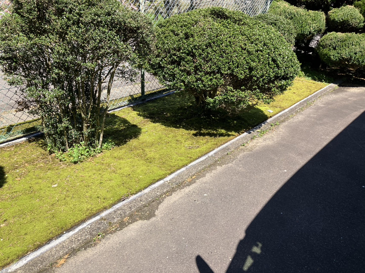 道路沿い植栽帯のスナゴケシート緑化施工