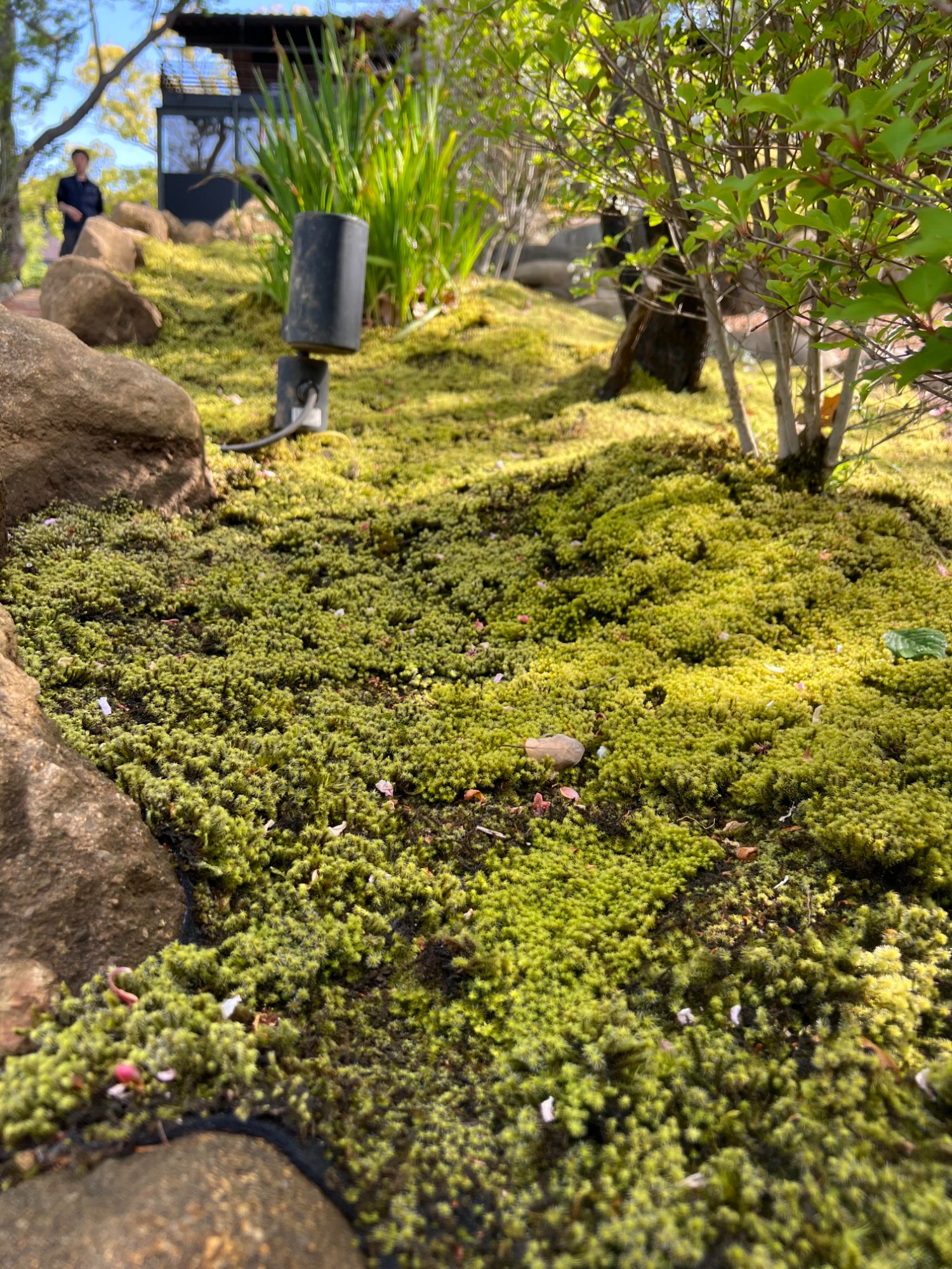 苔庭園造成施工事例