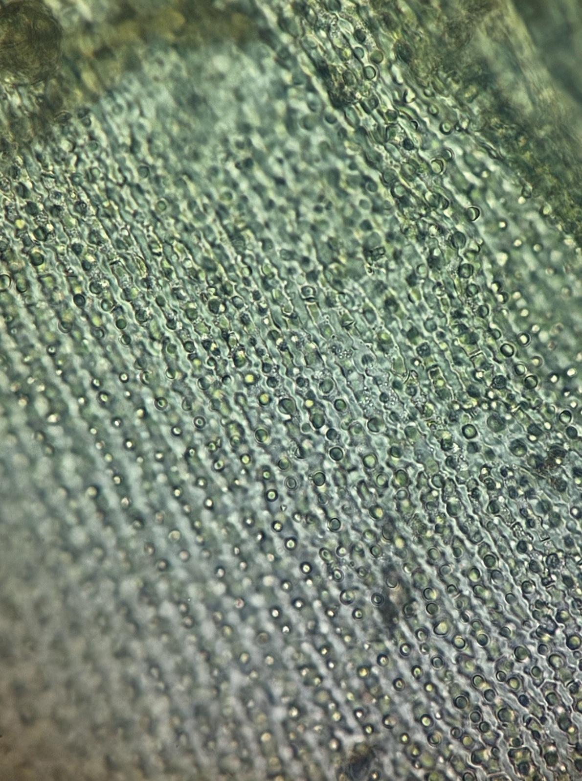 苔細胞のR&D研究 スナゴケシート origimoss