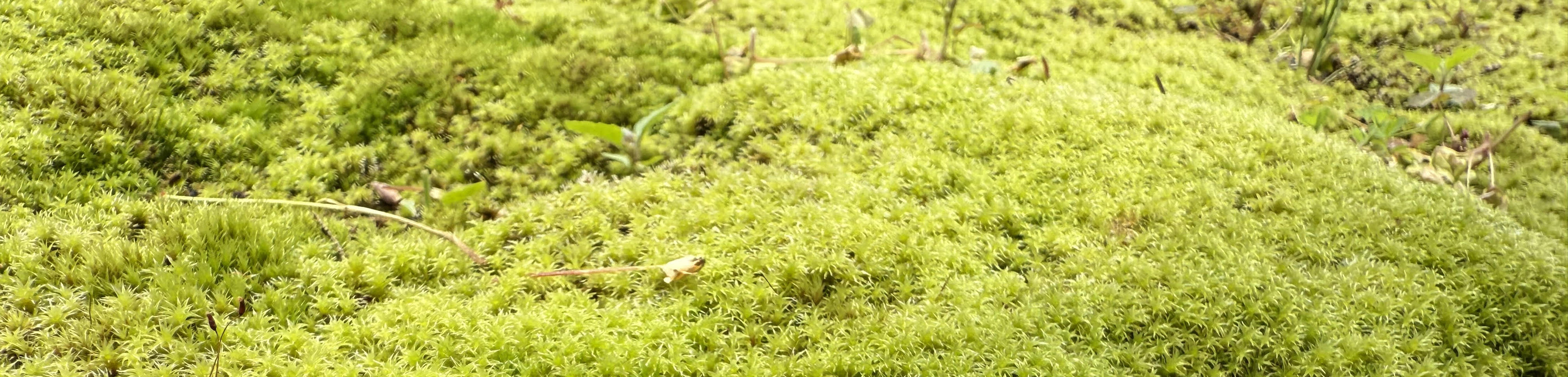 origimoss トップ画像